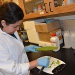Associate professor of chemical engineering Norma Alcantar is filing for an international patent for a cactus mucilage as an oil dispersant.