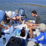 Today, on the second anniversary of the worst oil spill in U.S. history, new questions continue to surface about Deepwater Horizon’s long-term effects on marine life — an ongoing focus of the world-class research at Mote Marine Laboratory.