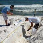 With buckets and shovels in hand, scientists have collected and are analyzing oil found in the sediments of Gulf coast beaches.