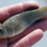 Killifish – The “White Mouse” of Marine Science – in Gulf Oil Studies (Click to enlarge) Killifish Fundulus grandis. (Credit: Dr. Stephen “Ash” Bullard) April 2012. Why would scientists select a small marsh minnow to help them understand the impacts of the Deepwater Horizon oil spill? For starters, the Gulf killifish (Fundulus grandis) is a marsh-dependent, easy to catch, abundant fish that ranges across the Gulf of Mexico basin. These fish are small enough to handle easily but big enough for conducting tissue st... <p><b>Search relavancy - Tags: 0 | Body: 2 | Score: 21.67</b>